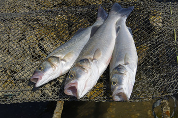 Bars frais venant d’être pêchés à la ligne