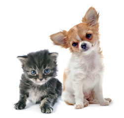puppy chihuahua and kitten © cynoclub