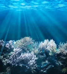 Foto op Plexiglas Tranquil underwater scene with copy space © rangizzz