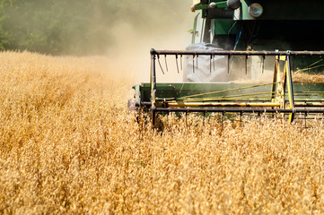 Harvesting machine in wheat crops
