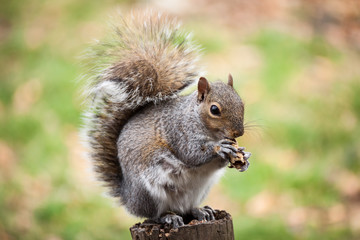 Squirrel eating peanut