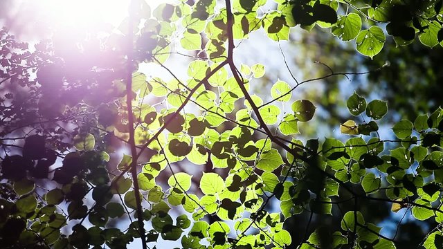 beautiful spring leaves of tree and rays of light