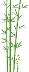 Fototapeta na wymiar Bamboo illustration