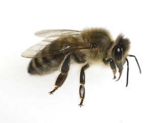Biene, Apis mellifera; Honigbiene; Insekt