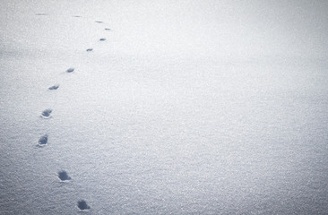 Fußspur eines Tieres im Schnee