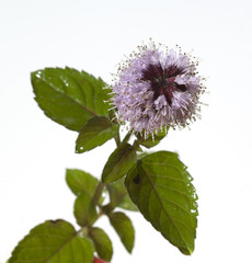 Wasserminze, Mentha aquatica,