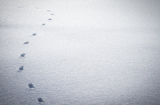 Fu&szlig;spur eines Tieres im Schnee