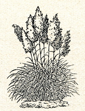 Pampas grass (Gynerium argenteum)