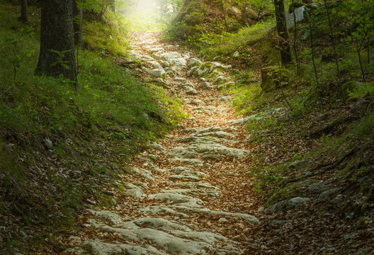 Fototapeta Märchenhafter Steinweg im Wald