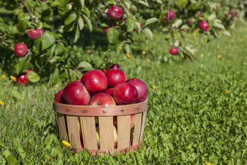 Apple Harvest