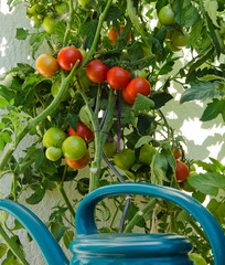 Tomatenstrauch