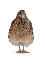 Japanese quail