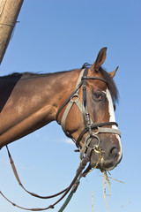Obraz premium Horse head over blue sky