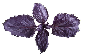 Obraz premium basil in the middle