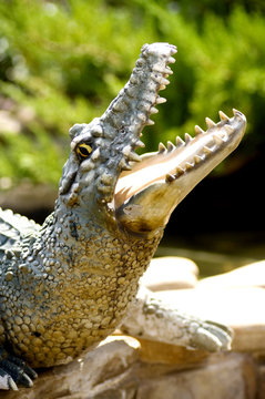 Close up of Crocodile head