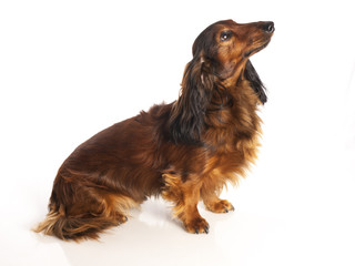 long haired dachshund on a white background