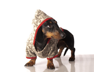 tiger dachshund with a bow on a white background