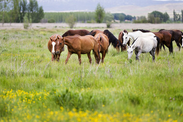horses grazing in a meadow grass