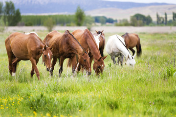 Naklejka na ściany i meble horses grazing in a meadow grass
