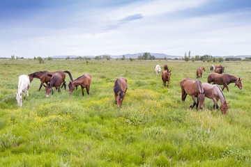 Fototapeta premium horses grazing in a meadow grass