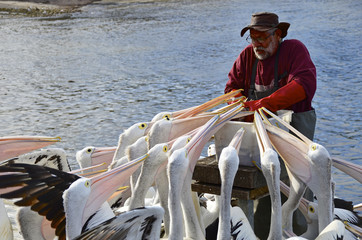 Daily pelican feeding at Kangaroo Island on October 20 2012