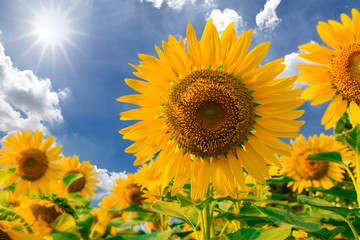 Sunflower field against blue sky and sun light