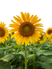 Obraz premium Sunflowers isolated on white background