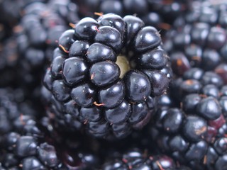 Blackberries