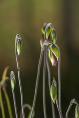 Orchid Flower