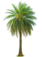 Palm tree isolated on white background