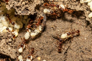 Red ants with white eggs on anthill