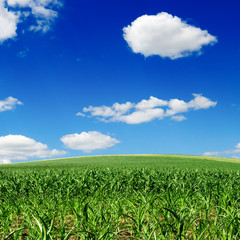 corn field and blue sky