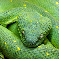Obraz premium Atheris chlorechis