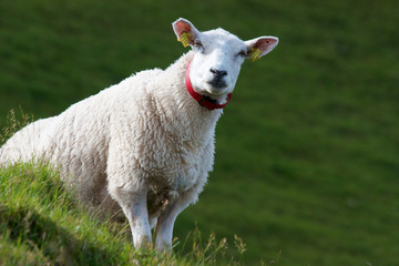 Sheep on green background