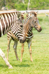 Fototapeta na wymiar Zebra na polu trawy