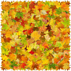 Naklejka na ściany i meble Background of falling maple autumn leaves.