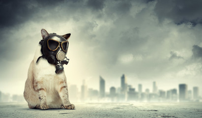 Cat in gas mask