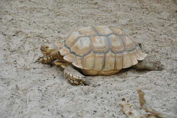 Tortue