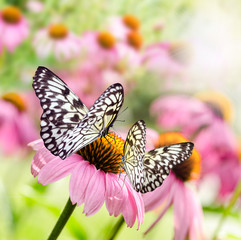 Fototapeta na wymiar Jeżówki (echinacea purpurea) z motylami