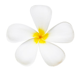 Fototapeta na wymiar Biały kwiat świątyni