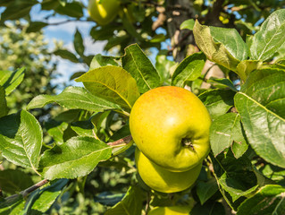 Closeup of apples hanging on the branch of an apple tree