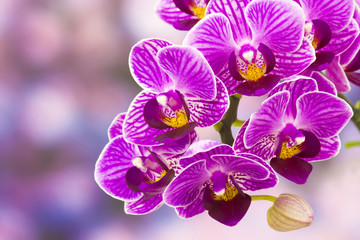 Naklejka na ściany i meble Piękne różowa orchidea - phalaenopsis