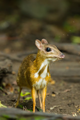 Mouse deer (Tragulus javanicus) is staring at us in wild nature
