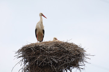 Stork in a nest