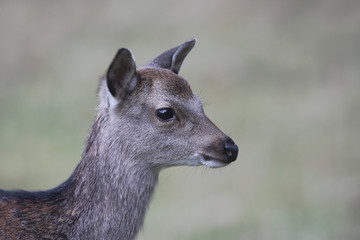 Sika deer, Cervus nippon,