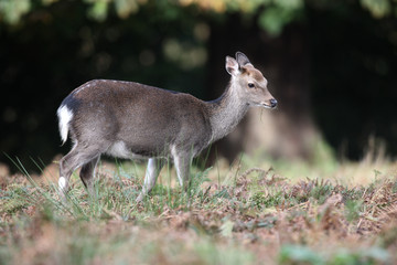 Sika deer, Cervus nippon,