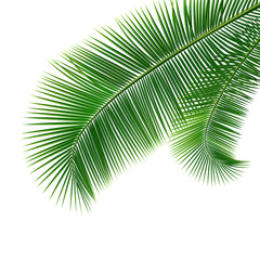 Coconut leaves isolated on white background