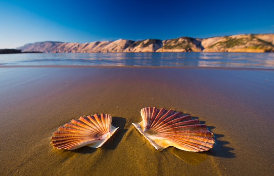 Beautiful landscapes, shells on the beach in Croatia