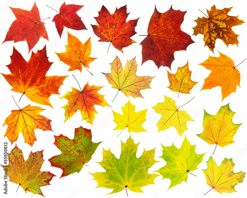 Canvas Prints isolated leaf. collection of autumn maple leaves isolated on white background