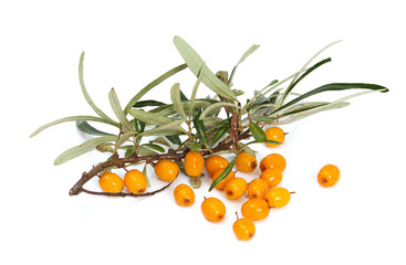 Branch of orange seabuckthorn